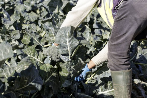 Más de 8.000 agricultores y ganaderos recibirán 22,6 millones del Fondo Europeo Agrícola