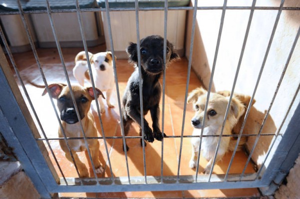Sacrificio cero y erradicación del abandono: llega la Ley de Protección de Animales de Compañía