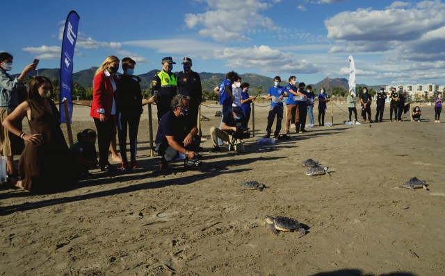 La Fundación Oceanogràfic suelta 20 tortugas marinas del nido en la playa El Serradal de Castelló