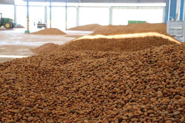 Agridulce fin de campaña de la almendra en la Región: excelente calidad pero precios a la mitad