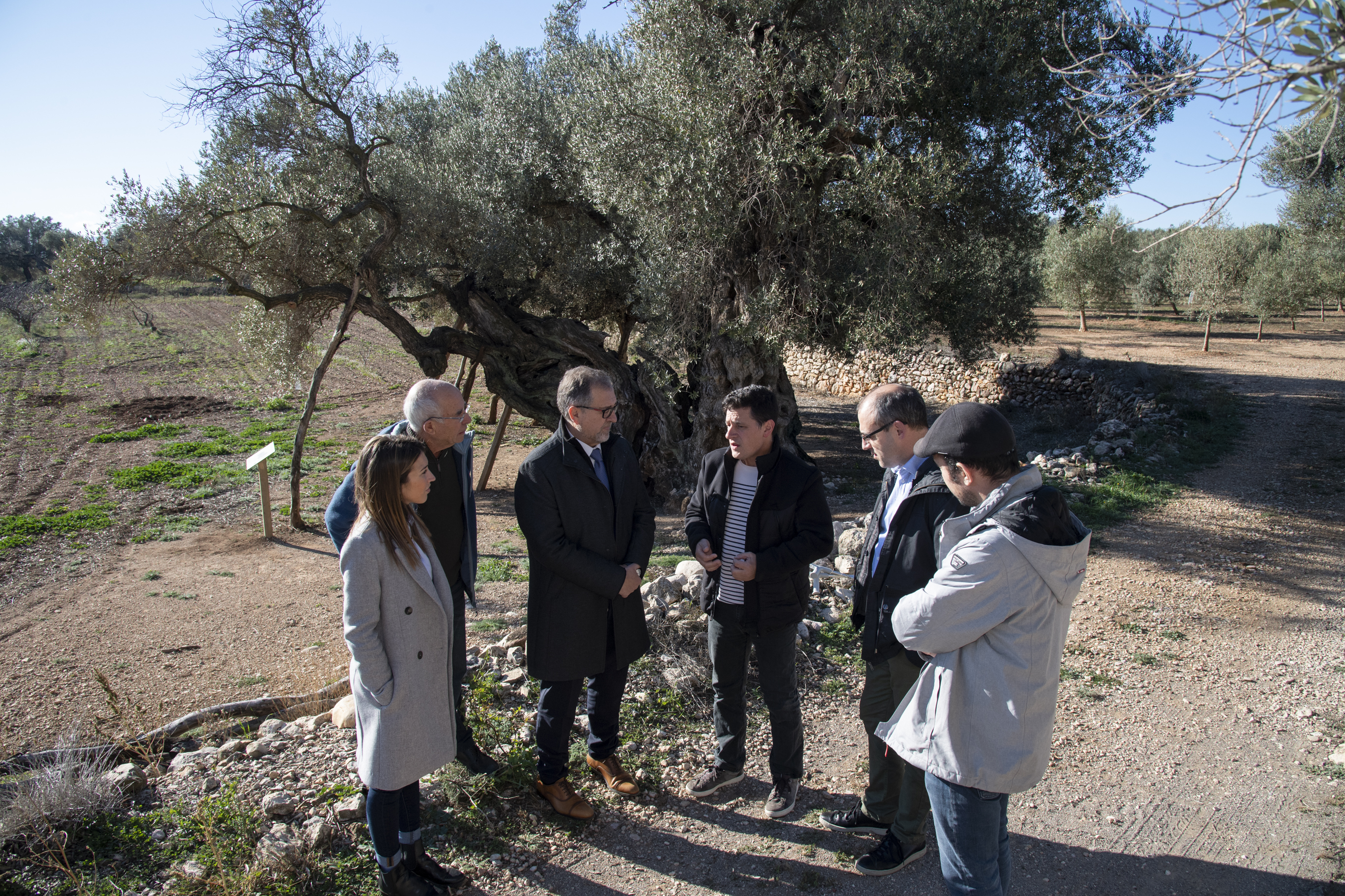  La Diputación aporta 22.500 euros a la Taula del Sénia para poner en valor los olivos milenarios