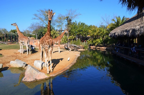 Policía Local eleva una propuesta de sanción a Bioparc por incumplir medidas de seguridad
