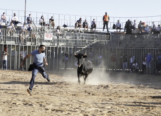 Vila-real organiza una jornada de 'bous al carrer' gratuita con un aforo máximo para 800 personas