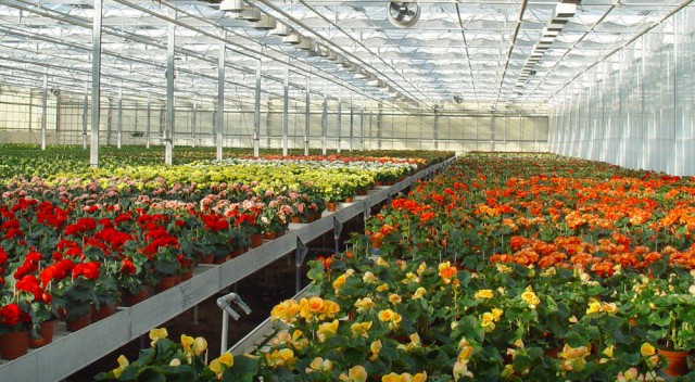 El sector de la flor cortada se la juega el día de Todos los Santos: la producción regional se desploma un 70%