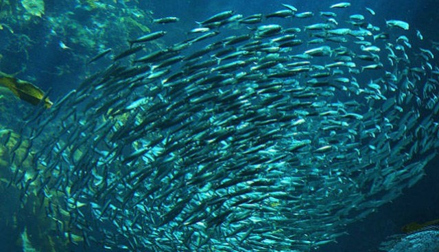 Cartagena, en la cresta de la ola de la innovación marítima: el Ocean Hackathon desembarca en la ciudad 