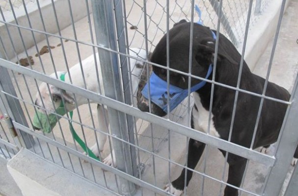 Prisión para el dueño de cinco perros que atacaron mortalmente a un hombre