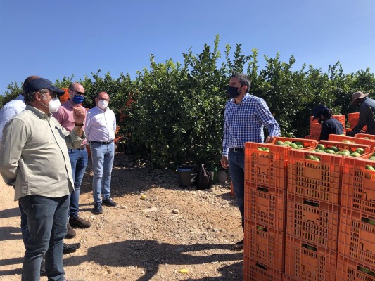 Exportaciones: el 63% de los limones que saldrán de España serán 'made in Murcia'