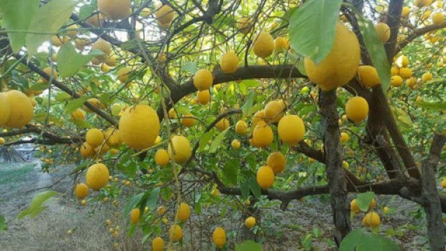 Los limones murcianos inundan el mercado: la Región producirá el 63% del total nacional