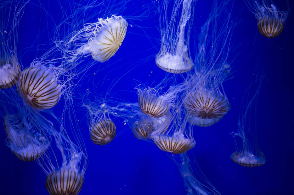 El ganador de Masterchef 3 cocina medusas en el Oceanogràfic y dará a probar sus platos