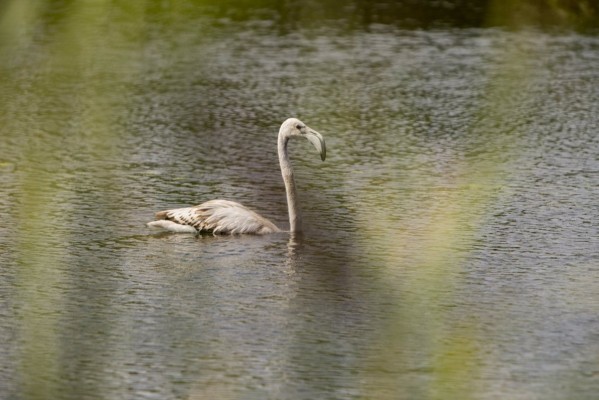 Un flamenco solitario visita las lagunas del Paisaje Protegido de la Desembocadura del Millars