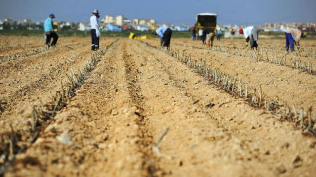 Los agricultores cartageneros aseguran que los abusos sexuales son un caso aislado