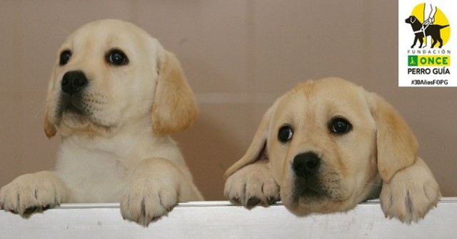 Más de 20 perros guías adiestrados por la Fundación ONCE acompañan a ciegos de la Región