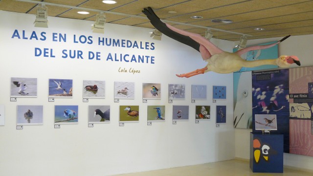 Inaugurada en El Hondo la exposición fotográfica ‘Alas en los humedales del sur’