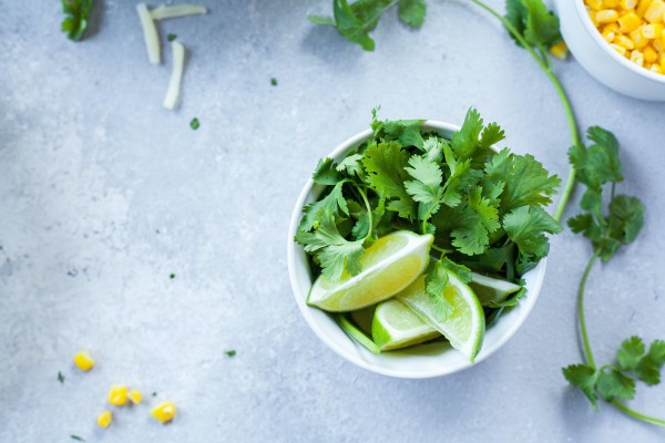 Panza de burro y cilantro