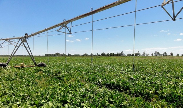 Los regantes, en guardia: paralizar el Trasvase destruirá 40.000 empleos en el Campo de Cartagena