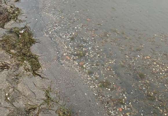 La limpieza de algas mejora la imagen de las maltratadas playas de Los Urrutias
