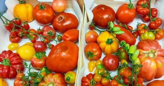 Un proyecto europeo trabaja en tomates con más sabor y resistentes a nuevos virus