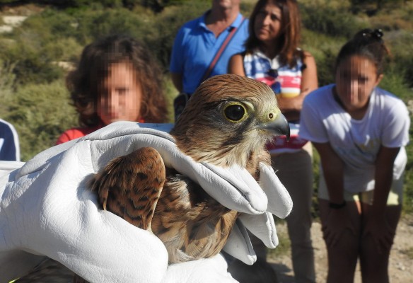El Campello organiza una jornada de anillamiento para celebrar el Día Mundial de las Aves