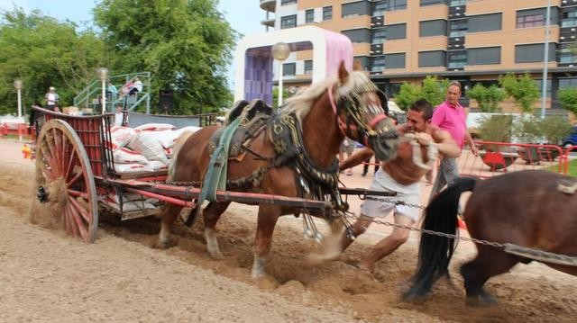 Vila-real apoya a la Federación de Tiro y Arrastre para
obtener la declaración de bien de interés cultural