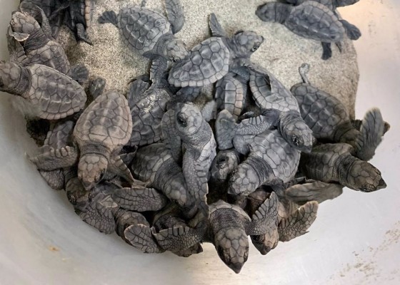 Nacen 43 tortugas bobas del nido localizado en julio en La Manga

