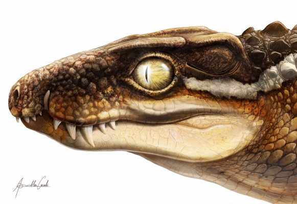 Un fósil robado permite describir una nueva especie de cocodrilo en los Pirineos