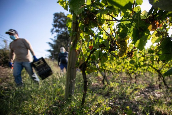 Agricultura aborda con el sector la excepcionalidad de la campaña, marcada por la covid-19 y aranceles de EEUU