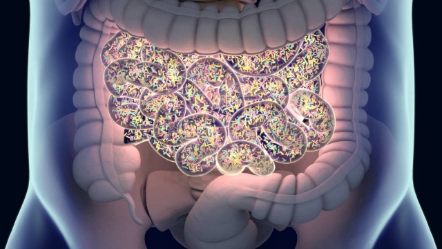 El microbioma intestinal que protege contra la leucemia