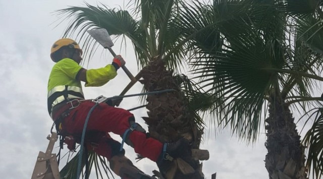 Murcia le declara la batalla al picudo rojo