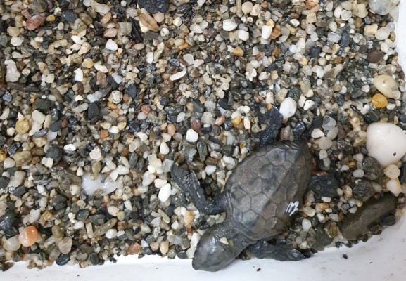 Localizan otro nido de tortuga boba en Calnegre, del que logran rescatar cuatro crías 
