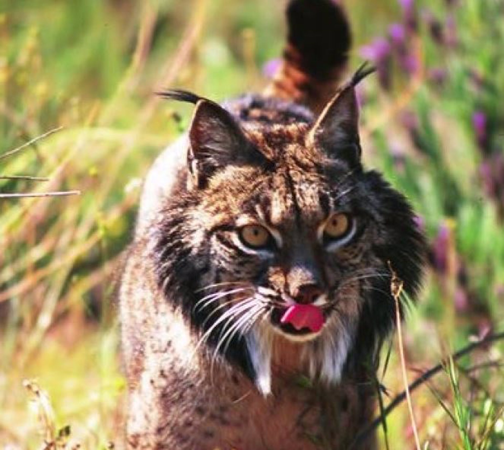 Al menos 28 especies de aves y mamíferos salvados de la extinción desde 1993