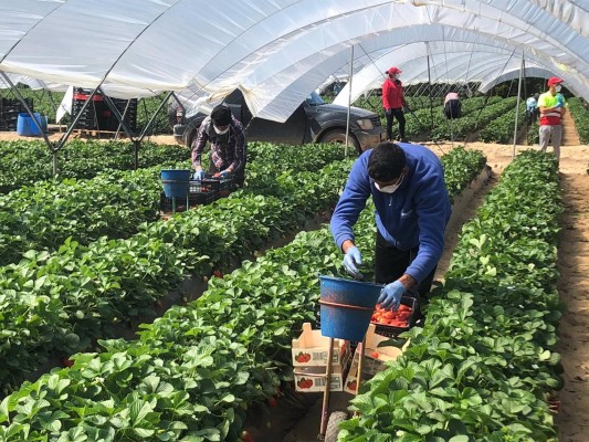Gobierno y CCAA constatan una reducción de brotes asociados al sector agrario