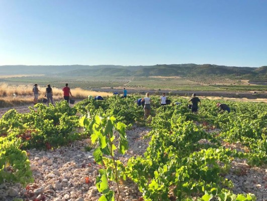 Los vinos ecológicos de Jumilla se cuelgan 17 medallas: 2 oros, 11 platas y 4 bronces
