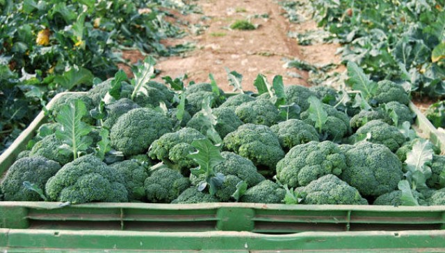 Información Agraria. Semana 36 año 2020