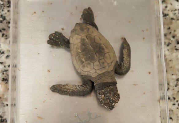 Buscan el nido de una tortuga boba en Calnegre tras el hallazgo de una cría desorientada