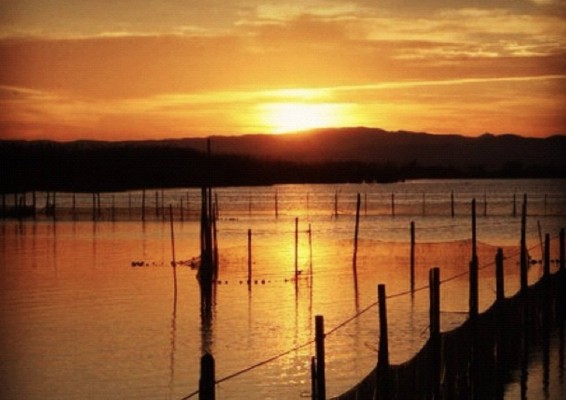 España apoya la restricción del uso de munición de plomo en los humedales de la UE como l'Albufera