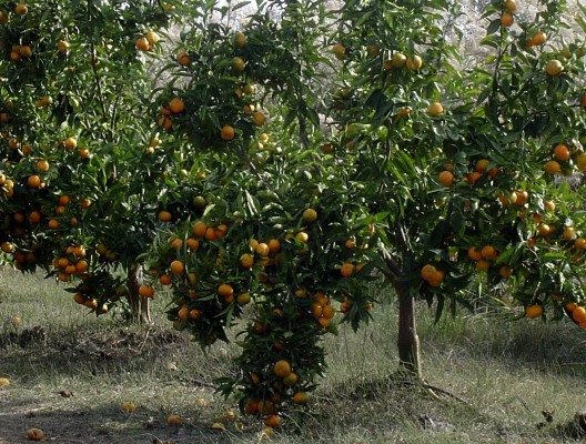 Los productores de mandarina y naranja prevén una cosecha un 25% superior a la última campaña