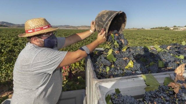 Información Agraria. Semana 35 año 2020