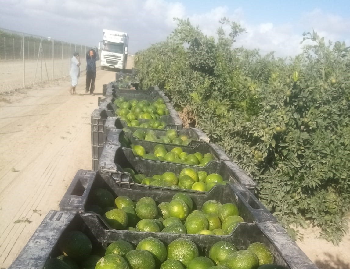 La Unió denuncia que la recolección prematura de cítricos puede perjudicar el inicio de la campaña
