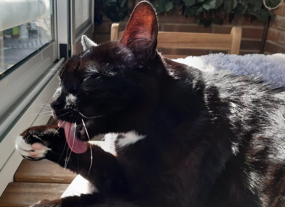 Unides Podem pedirá en Les Corts que se endurezcan las penas por maltrato animal