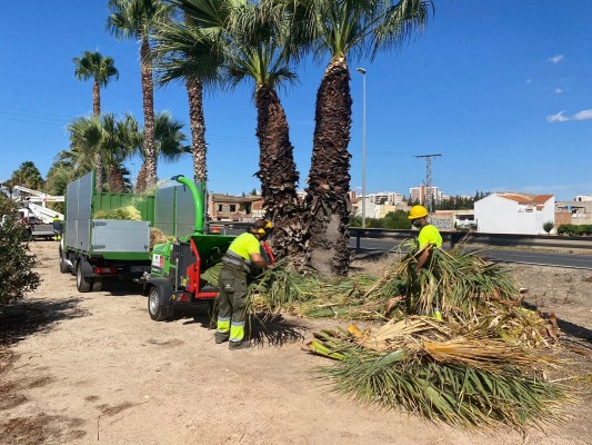 Murcia lava la cara a los accesos de la ciudad: 450 palmeras acicaladas para la operación retorno
