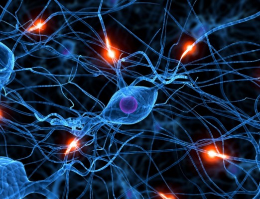 Investigadores españoles crean neuronas que pueden integrarse en tejido cerebral humano
