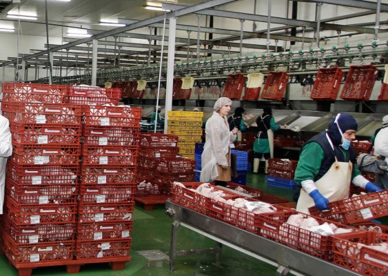 Productos Florida eleva sus ventas por valor de 85 millones, un 1% más, tras aumentar su producción
