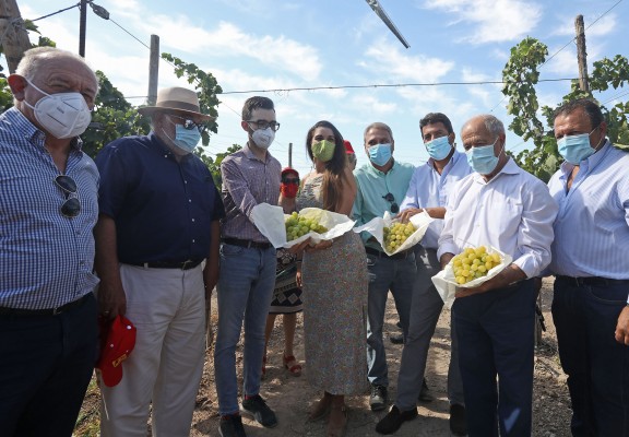 La vendimia de la Uva Embolsada del Vinalopó arranca con la reivindicación del trasvase