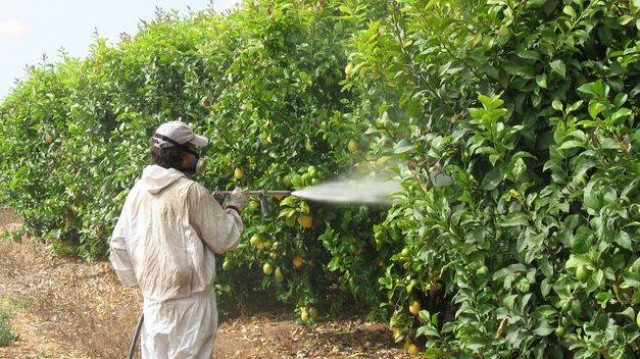 Hongos, bacterias y cochinillas, las pesadillas de los productores citrícolas