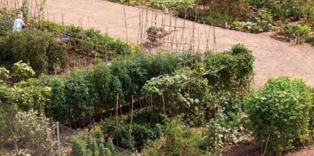 Castelló reactiva el Grupo San Lorenzo con un huerto urbano ecológico de 1.700 m2 y 27 parcelas