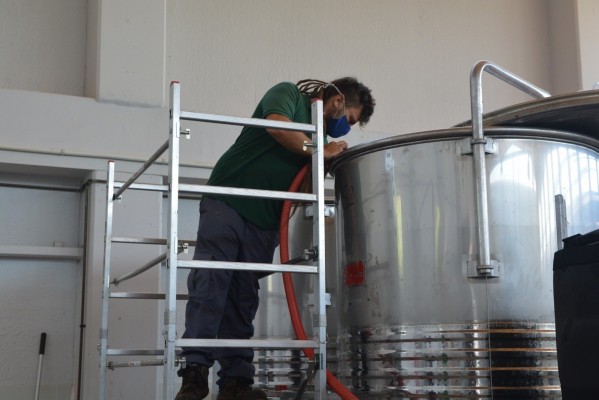 La UPCT elaborará 1.800 litros de vino de uva merseguera