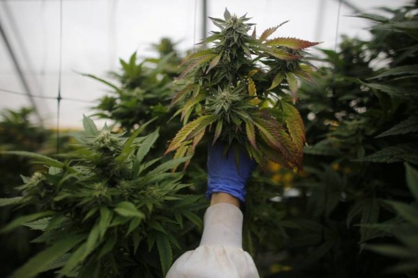 El gigante de la marihuana medicinal financia a su filial alicantina con 1,4 millones