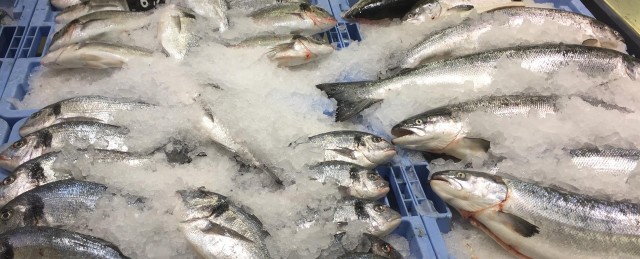 La UPCT crea un hielo antimicrobiano que conserva el pescado fresco hasta 20 días