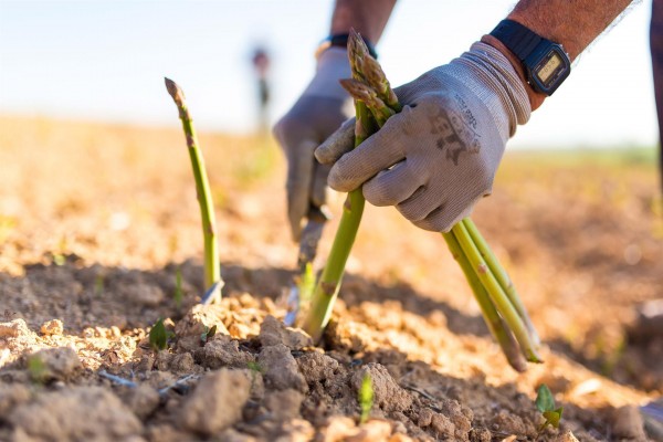  Agricultura coordina una red de viviendas para aislar a los trabajadores del campo que den positivo