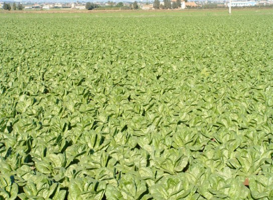  PCMA consigue la primera cosecha de lechuga y brócoli sin residuos con sello murciano
